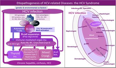 Thyroid Involvement in Hepatitis C Virus-Infected Patients with/without Mixed Cryoglobulinemia